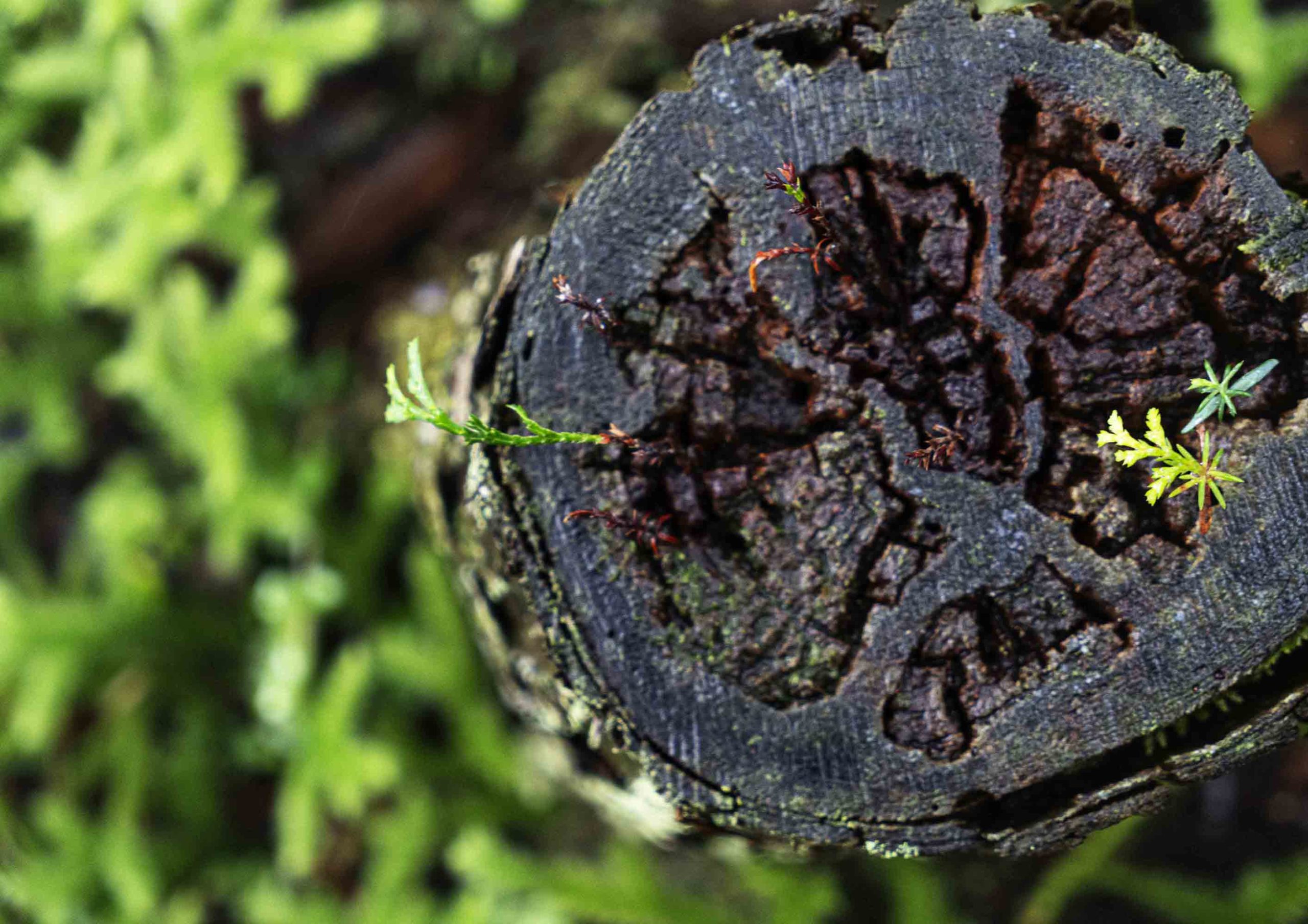 Visiting woodcrafters in Yoshino Yoshino Wood, Nara, Japan.