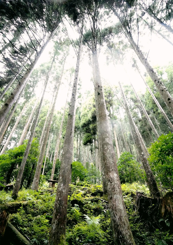 The Sustainable Forestry Over 500 Years in Yoshino, Nara, Japan