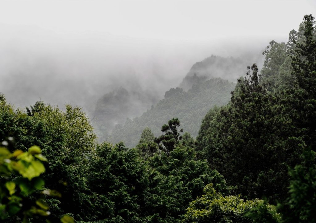 The Sustainable Forestry Over 500 Years in Yoshino, Nara, Japan