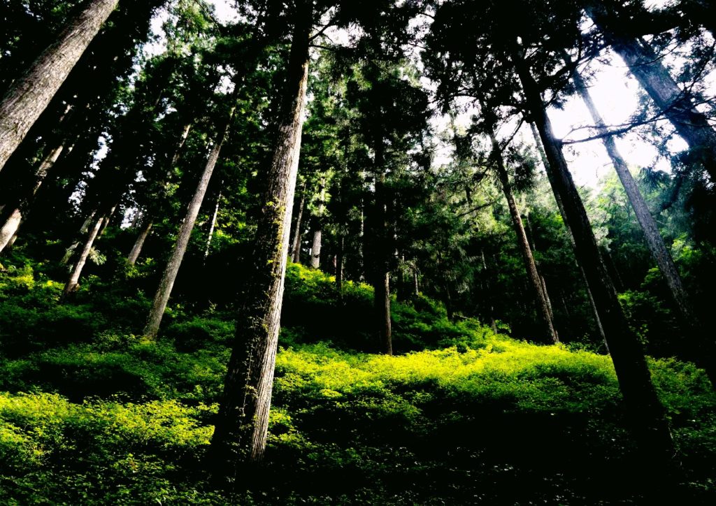 The Sustainable Forestry Over 500 Years in Yoshino, Nara, Japan